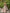 NEREIDA DROPWAIST GOWN