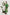 SAGE PANT