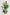 SAGE PANT