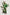 SAGE PANT