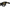 DOUBLE C ACETATE SUNGLASSES